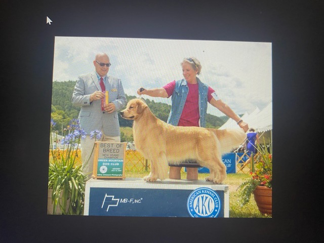 GOLDEN B BEAR Kennels Golden Retrievers Plymouth New Hampshire